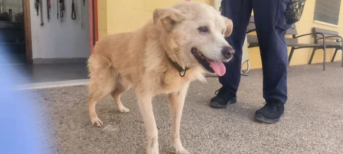 LUC, crema Edad: 01/01/2017 Luc es un perro m male senior Mixed Breed for adoption at AdoptaMur — Murcia Municipal Animal Adoption