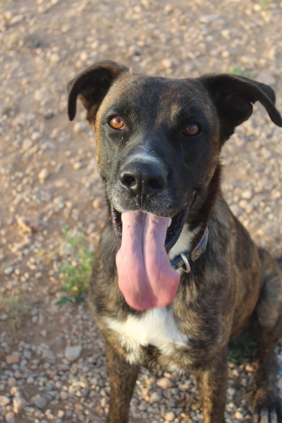 ASTON, male 6yo Mixed Breed for adoption at Naturaleza y Animales