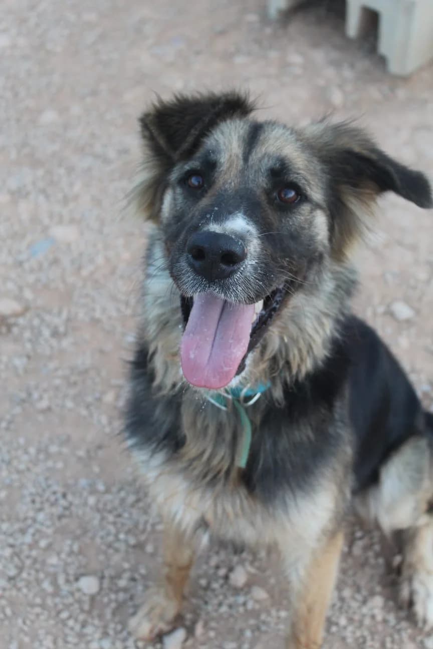 CAROL, 5yo Mixed Breed for adoption at Naturaleza y Animales