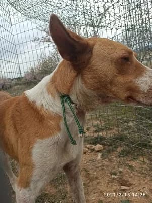 COQUE, male Mixed Breed for adoption at Naturaleza y Animales