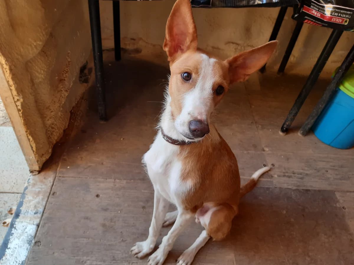 EKKO, puppy Mixed Breed for adoption at Naturaleza y Animales