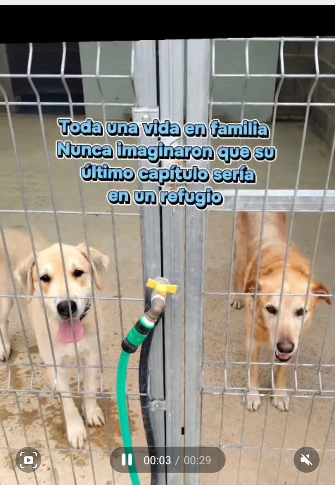 IKER y TARZAN, senior Mixed Breed for adoption at Naturaleza y Animales