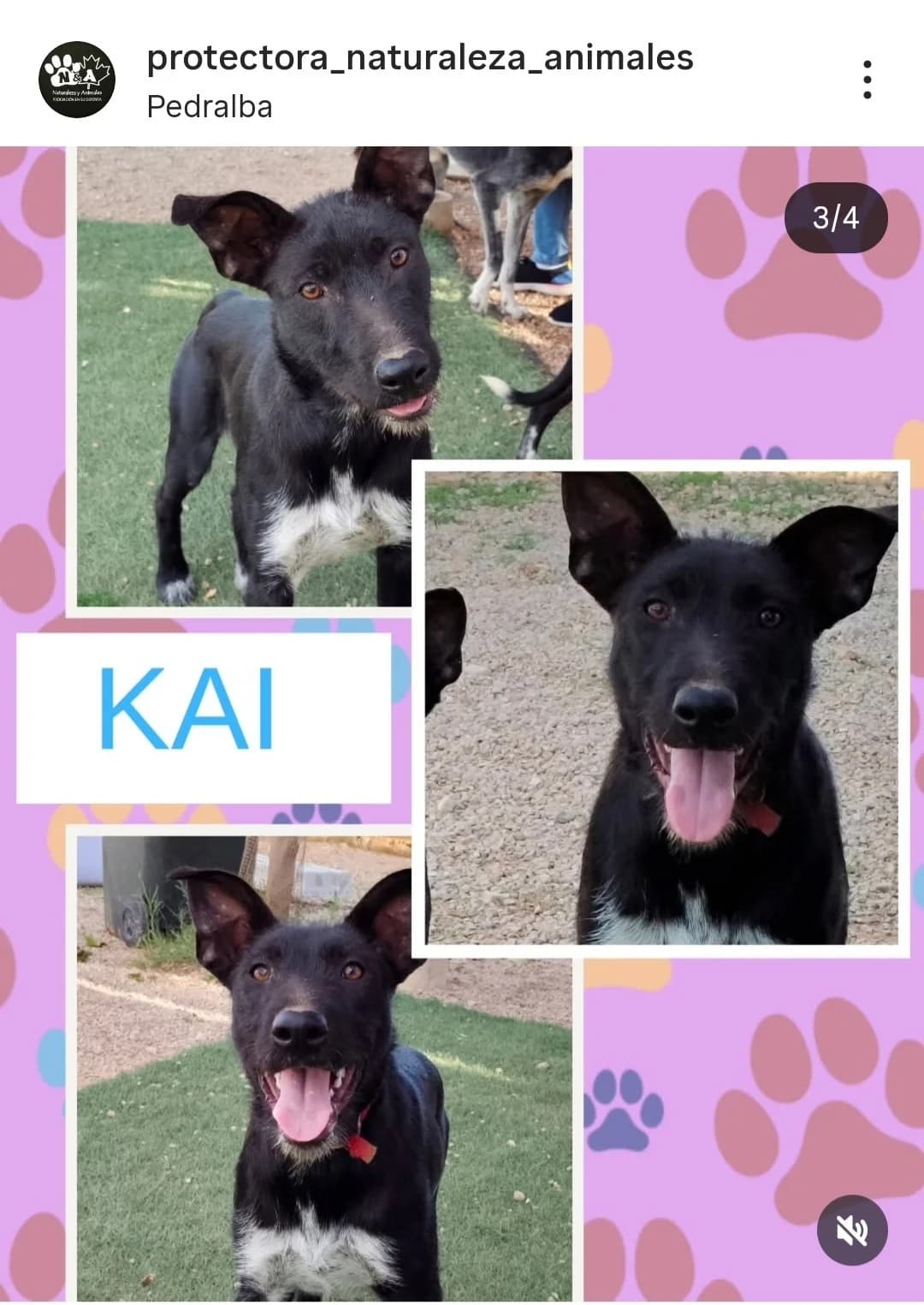KAI, male young Mixed Breed for adoption at Naturaleza y Animales