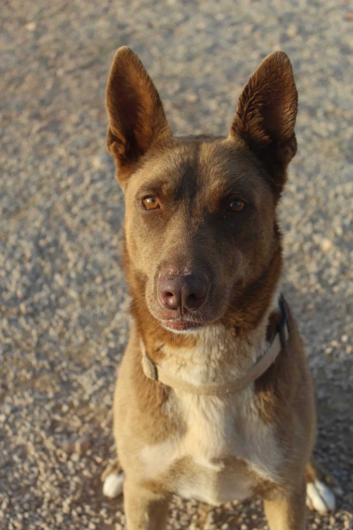 LILI, female 6yo Mixed Breed for adoption at Naturaleza y Animales