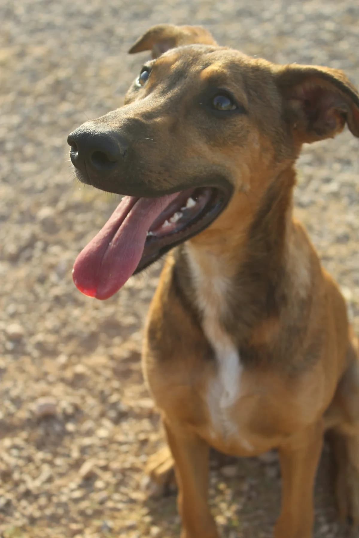 MARCIA, 3yo Mixed Breed for adoption at Naturaleza y Animales