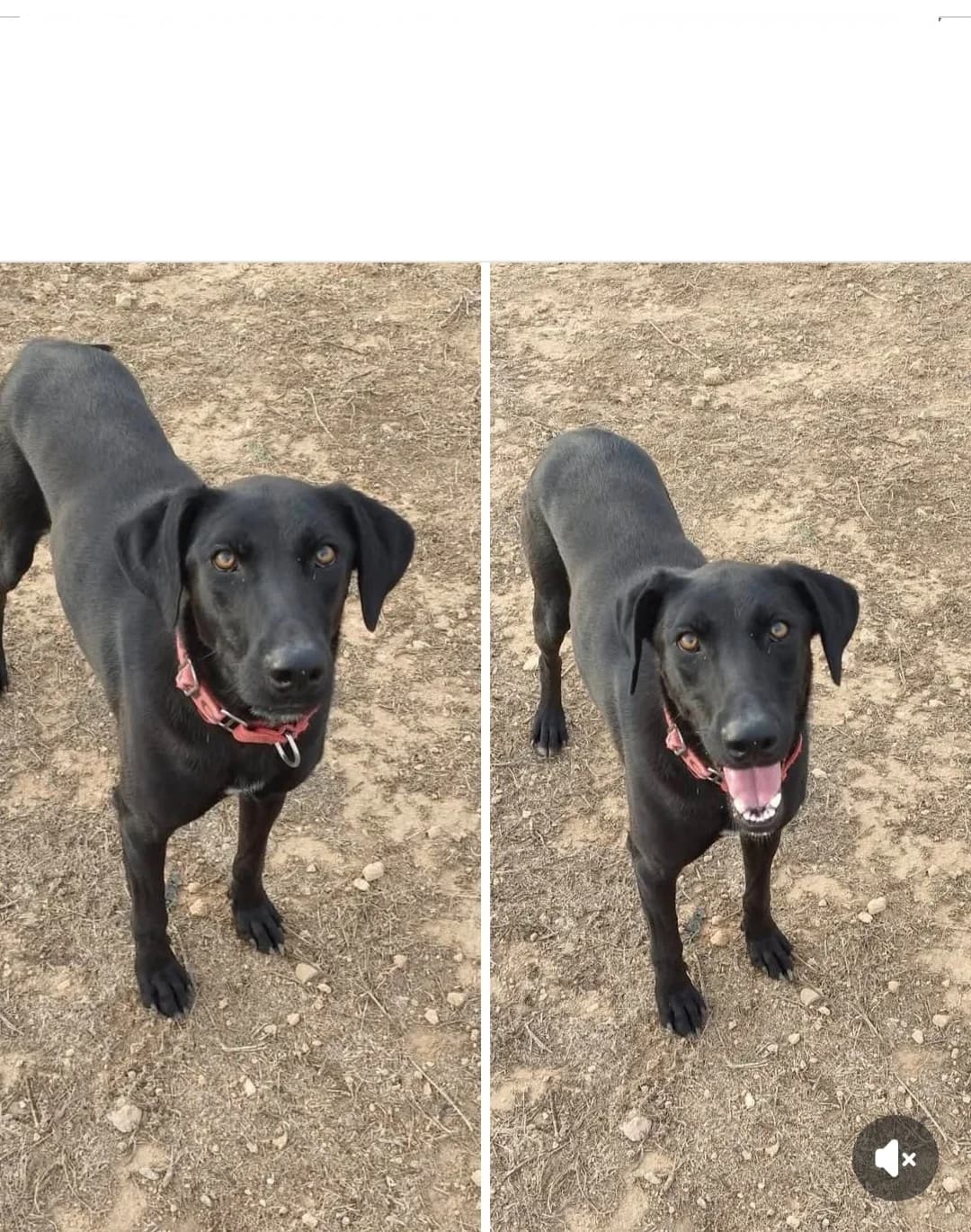 MORA y MORO, male Mixed Breed for adoption at Naturaleza y Animales