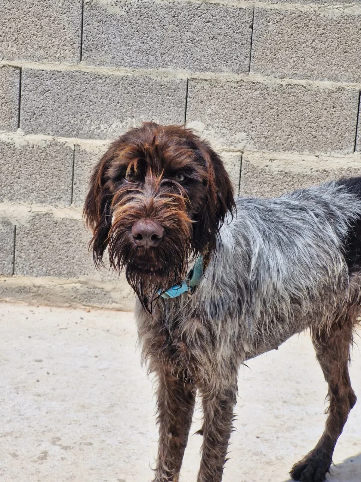 PEPI, 3yo Mixed Breed for adoption at Naturaleza y Animales