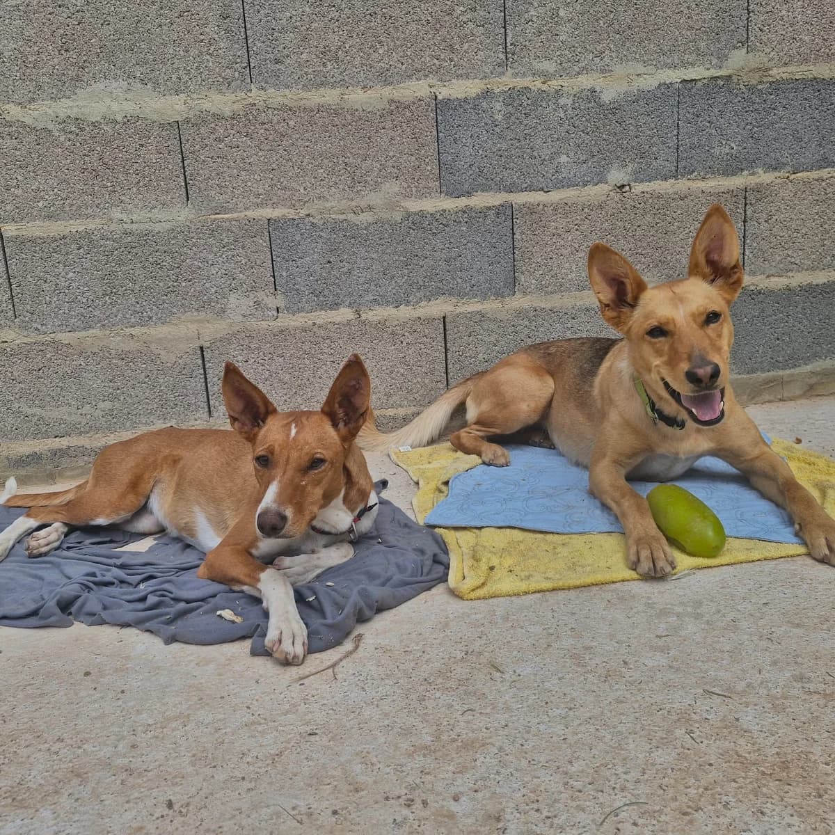 NALA, 4yo Mixed Breed for adoption at Naturaleza y Animales