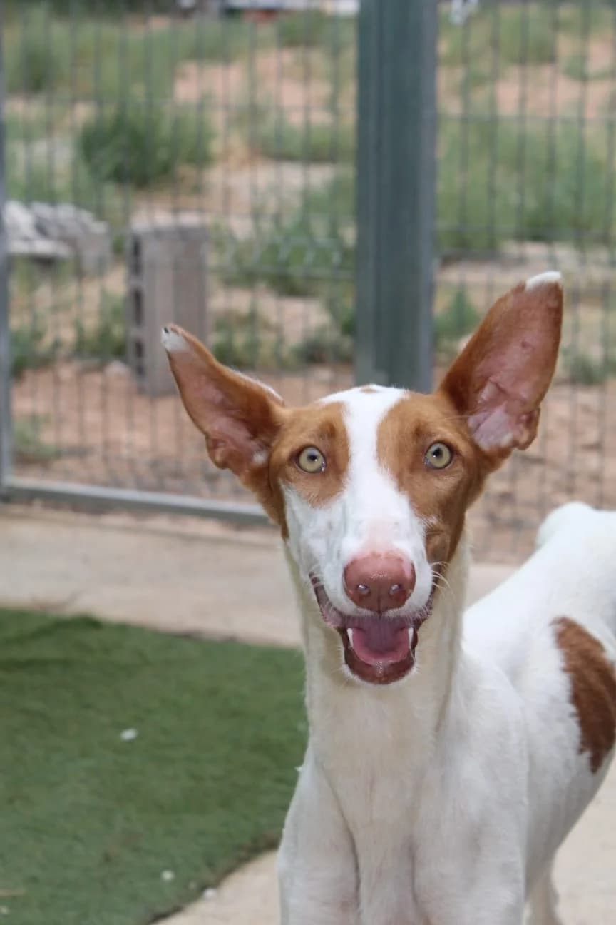 SALLY, female 3yo Mixed Breed for adoption at Naturaleza y Animales