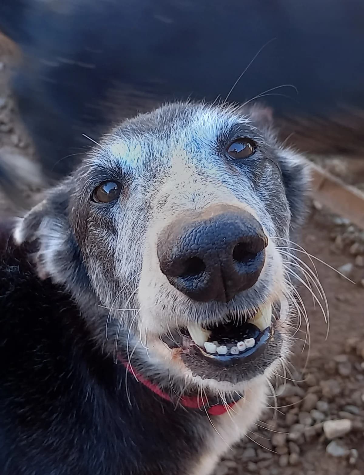 SCRUFF, male senior Mixed Breed for adoption at Naturaleza y Animales