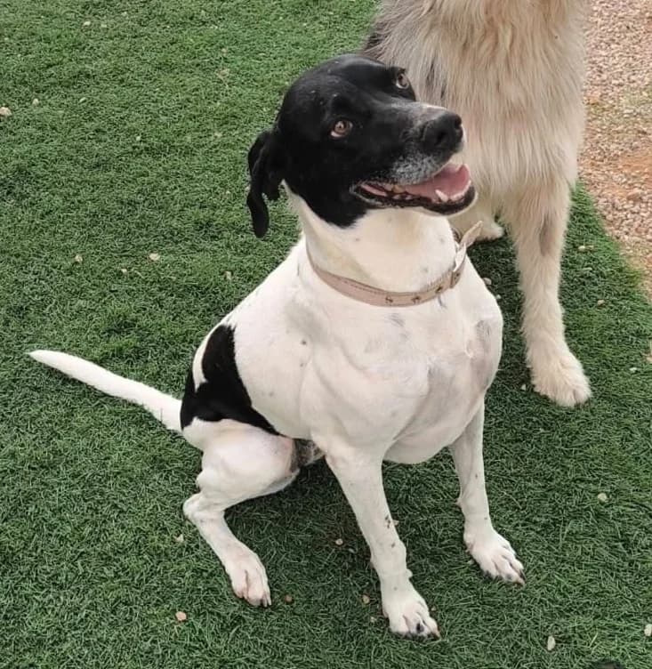 SIRA, female senior Mixed Breed for adoption at Naturaleza y Animales