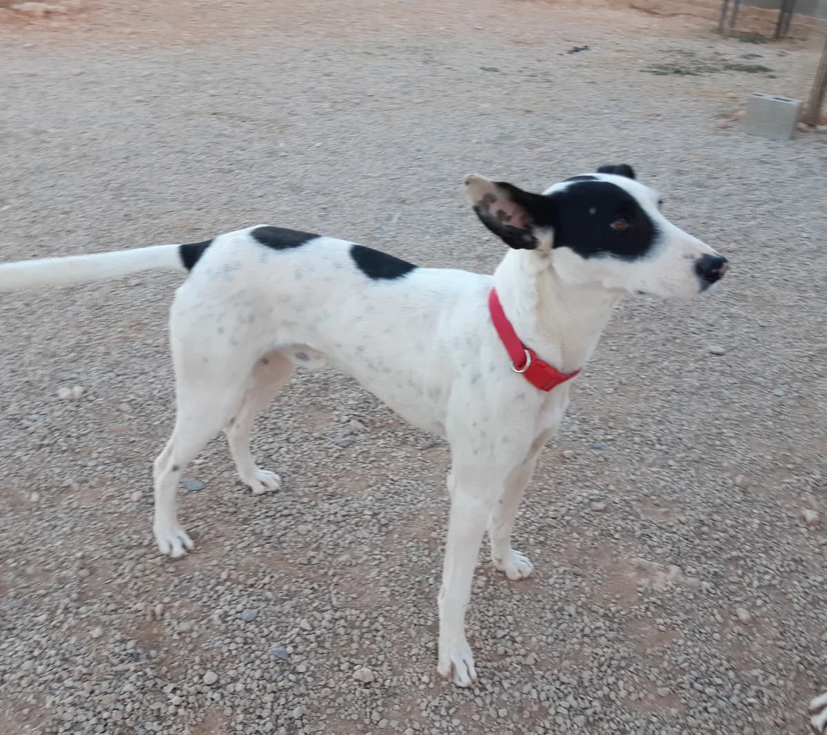 SPOOT, male 4yo Mixed Breed for adoption at Naturaleza y Animales