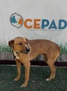 RAYO, Mixed Breed for adoption at Fundació Natura Parc CEPAD, Santa Eugènia (Mallorca)