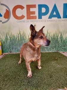 Boby, Mixed Breed for adoption at Fundació Natura Parc CEPAD, Santa Eugènia (Mallorca)