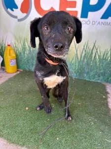 Rasputin, Mixed Breed for adoption at Fundació Natura Parc CEPAD, Santa Eugènia (Mallorca)
