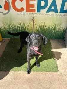 Tinta, Mixed Breed for adoption at Fundació Natura Parc CEPAD, Santa Eugènia (Mallorca)