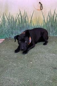Reina, Mixed Breed for adoption at Fundació Natura Parc CEPAD, Santa Eugènia (Mallorca)