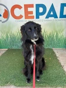 Leia, Mixed Breed for adoption at Fundació Natura Parc CEPAD, Santa Eugènia (Mallorca)