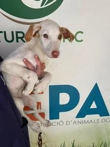 Enzo, Mixed Breed for adoption at Fundació Natura Parc CEPAD, Santa Eugènia (Mallorca)