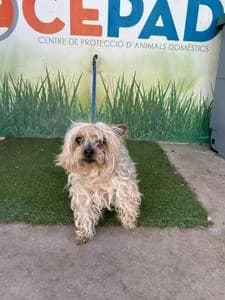 Lolo, Mixed Breed for adoption at Fundació Natura Parc CEPAD, Santa Eugènia (Mallorca)
