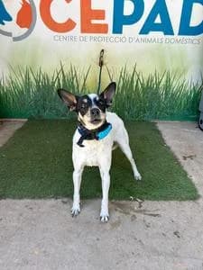 PERA, Mixed Breed for adoption at Fundació Natura Parc CEPAD, Santa Eugènia (Mallorca)