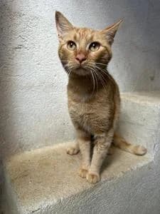 gusanito, Mixed Breed for adoption at Fundació Natura Parc CEPAD, Santa Eugènia (Mallorca)