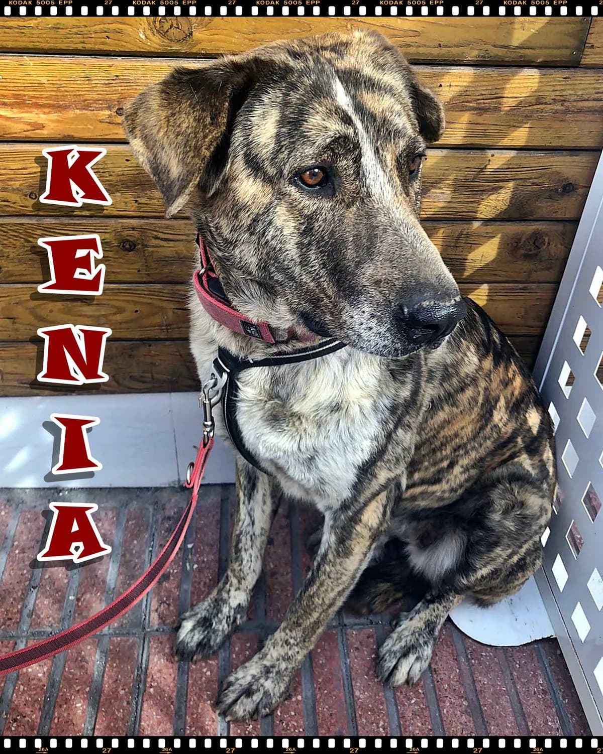 Kenia, Spanish Mastiff for adoption at NuevaVida Adopciones Madrid, Madrid