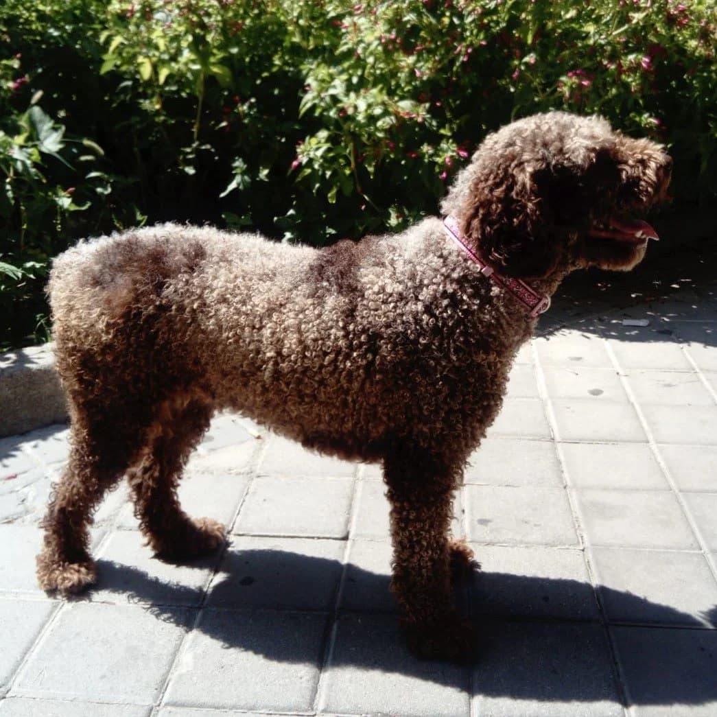 Canela Aguas, Mixed Breed for adoption at NuevaVida Adopciones Madrid, Madrid