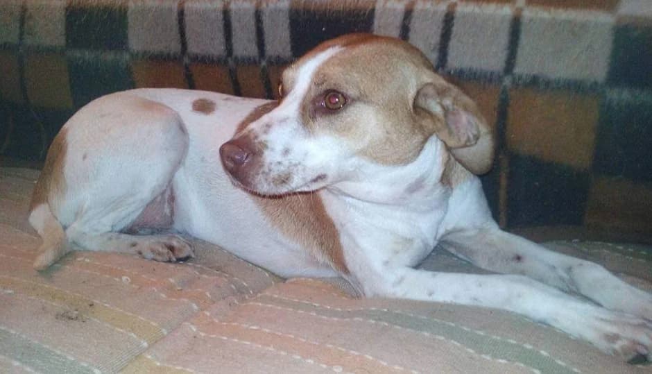 Chispa/Chispita, Mixed Breed for adoption at NuevaVida Adopciones Madrid, Madrid