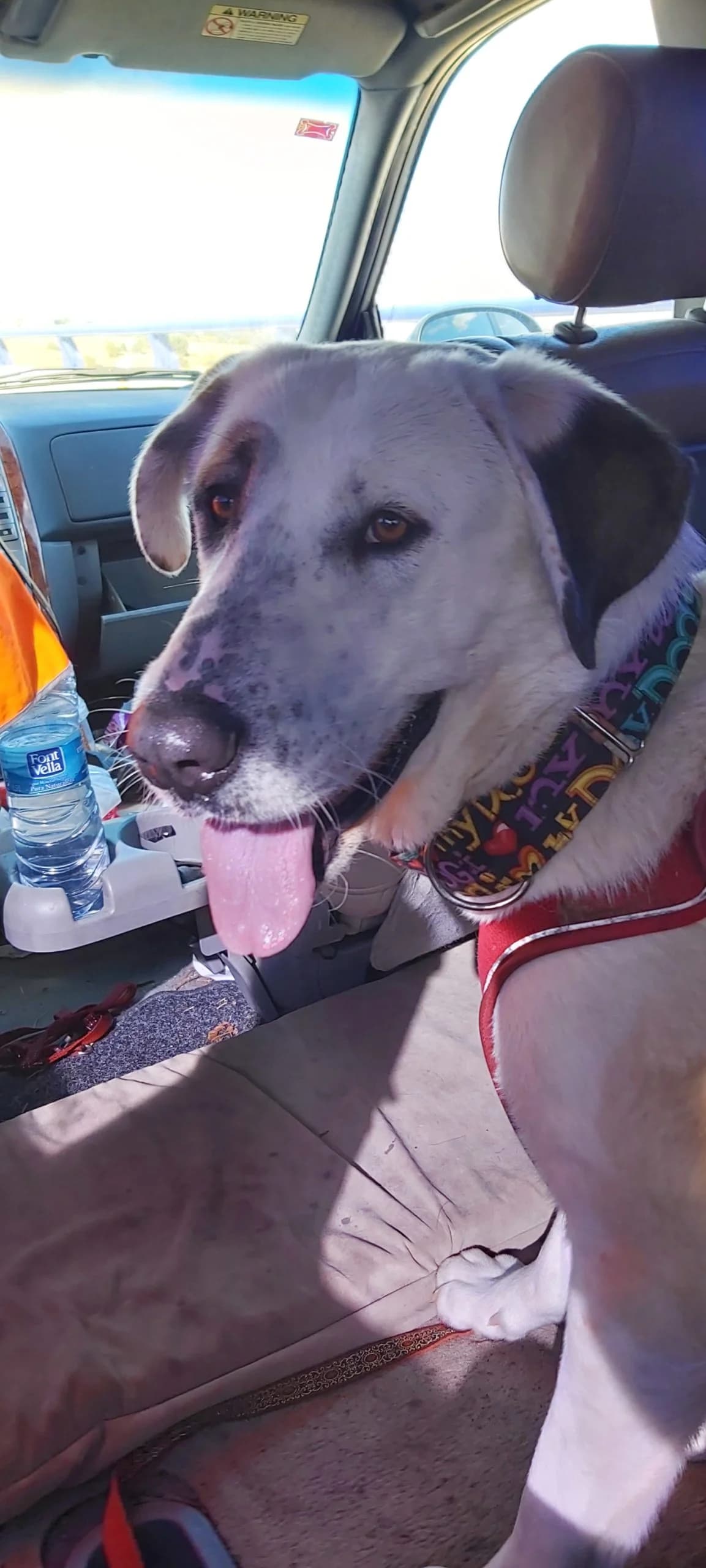 Thor, Labrador Retriever for adoption at NuevaVida Adopciones Madrid, Madrid