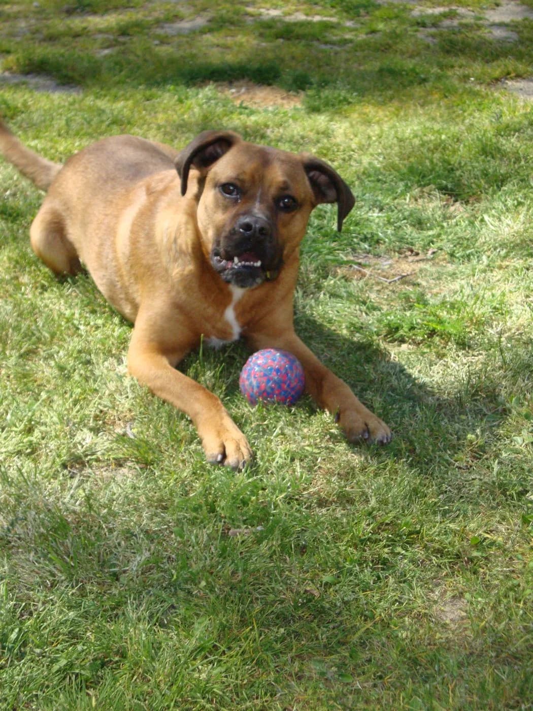 Larson, Mixed Breed for adoption at NuevaVida Adopciones Madrid, Madrid
