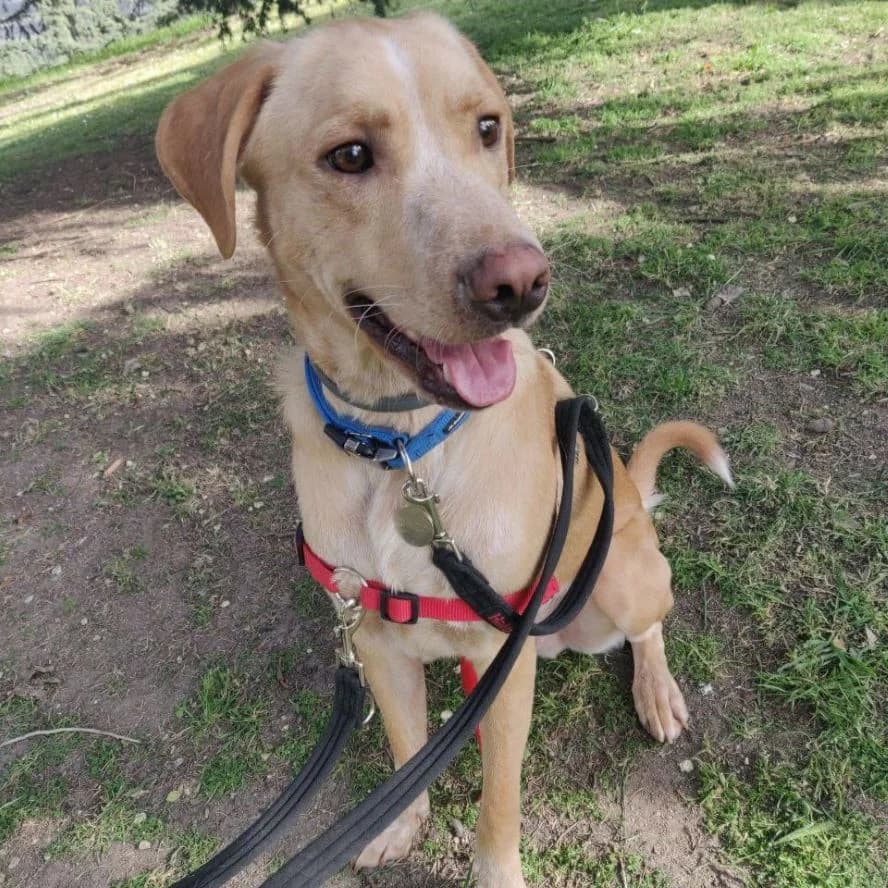 Taco Mex, puppy Mixed Breed for adoption at NuevaVida Adopciones Madrid, Madrid