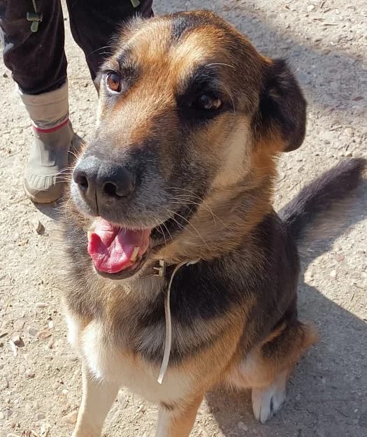 Truman, German Shepherd for adoption at NuevaVida Adopciones Madrid, Madrid