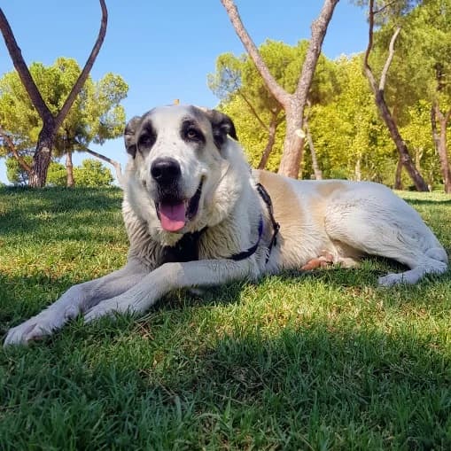 Clarinete/Duke, Mixed Breed for adoption at NuevaVida Adopciones Madrid, Madrid