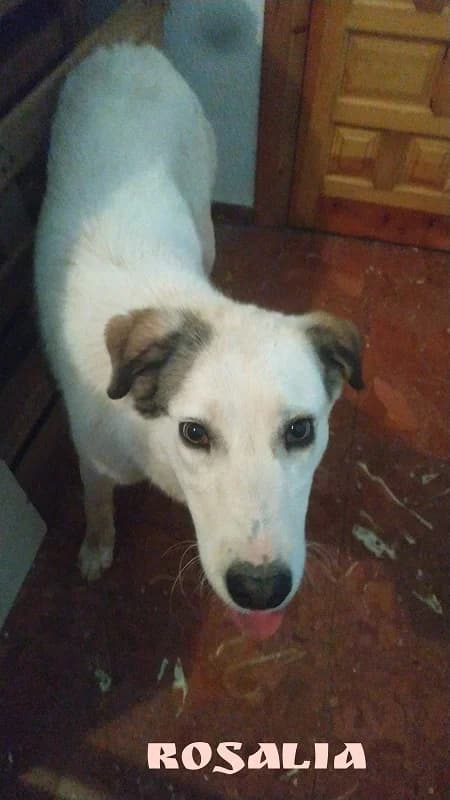 Rosalia, Mixed Breed for adoption at NuevaVida Adopciones Madrid, Madrid
