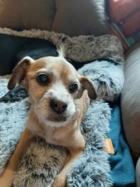 Lola Lolilla, Mixed Breed for adoption at NuevaVida Adopciones Madrid, Madrid