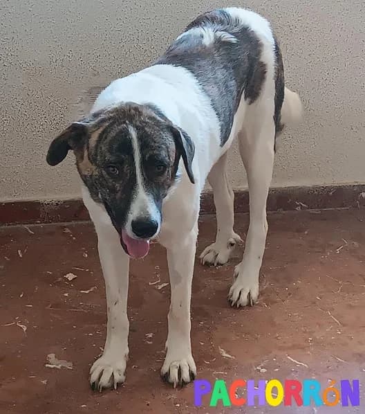 Pachorrón, Mixed Breed for adoption at NuevaVida Adopciones Madrid, Madrid