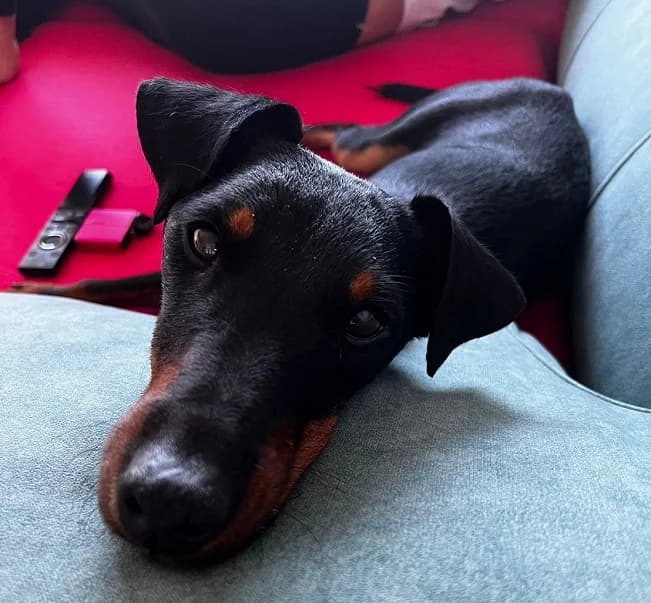 Flipper/Clipper, mixed breed for adoption at NuevaVida Adopciones Madrid, Madrid
