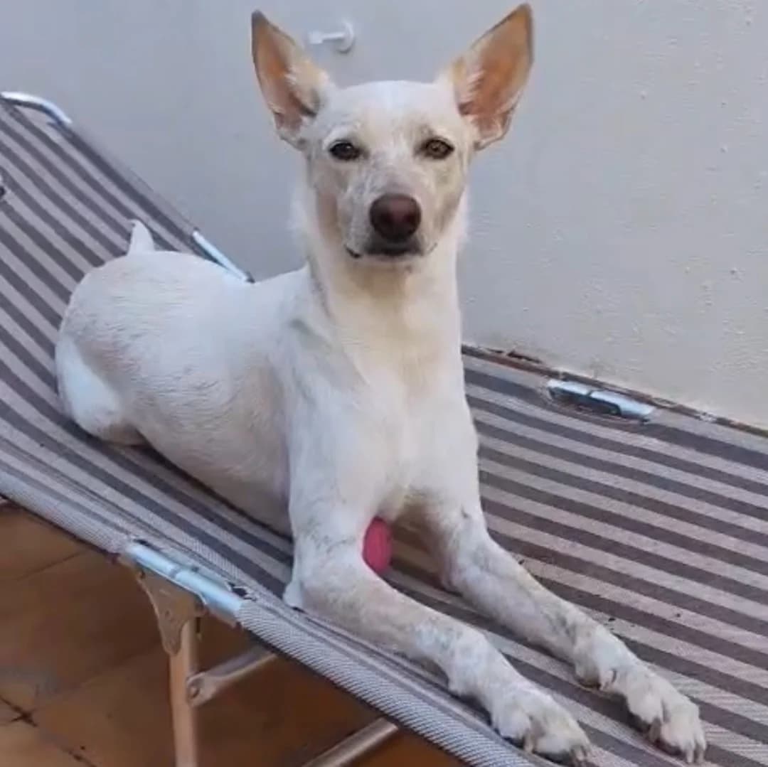 Pecoso, Mixed Breed for adoption at NuevaVida Adopciones Madrid, Madrid