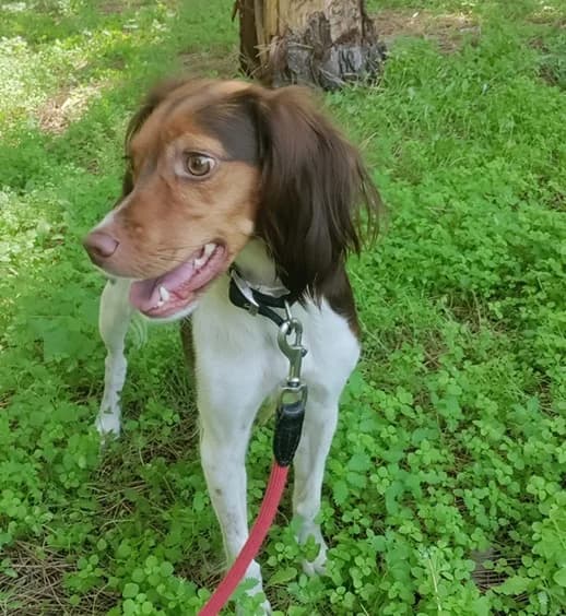 Chely/Lily, Brittany Spaniel for adoption at NuevaVida Adopciones Madrid, Madrid
