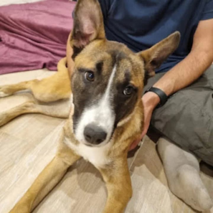 Clarita, puppy Mixed Breed for adoption at NuevaVida Adopciones Madrid, Madrid