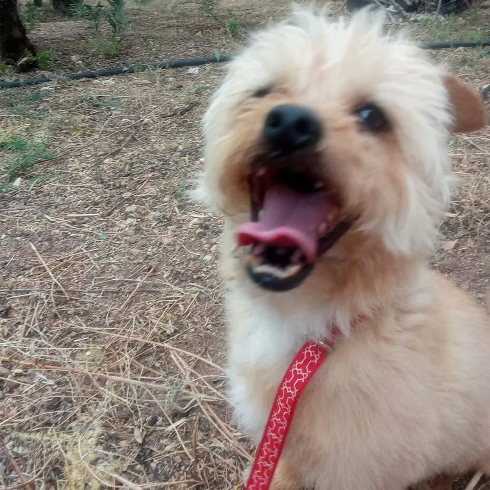 Remo, Mixed Breed for adoption at NuevaVida Adopciones Madrid, Madrid