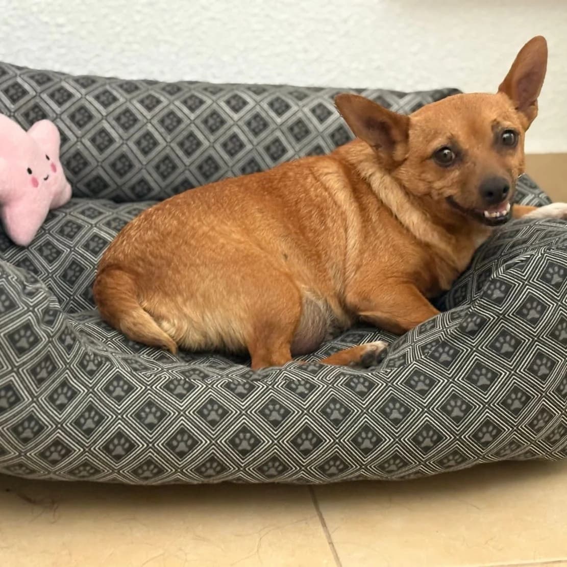 Peluca, Chihuahua for adoption at NuevaVida Adopciones Madrid, Madrid
