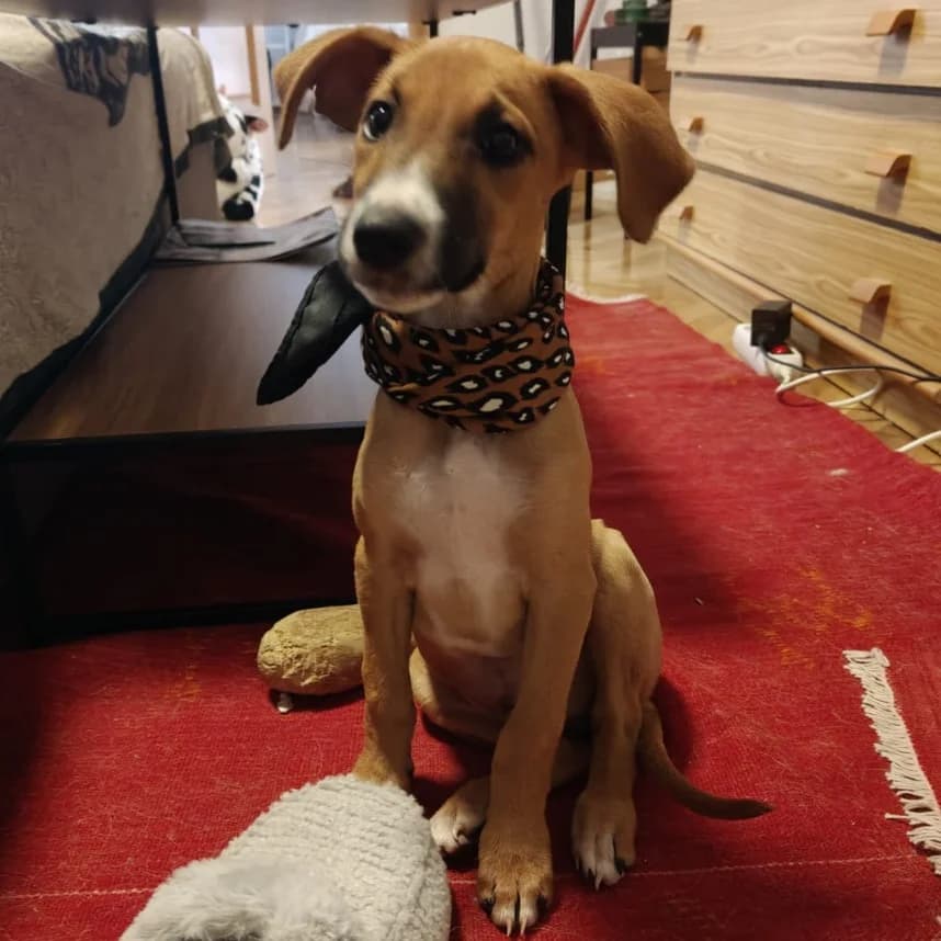 Rass, Mixed Breed for adoption at NuevaVida Adopciones Madrid, Madrid