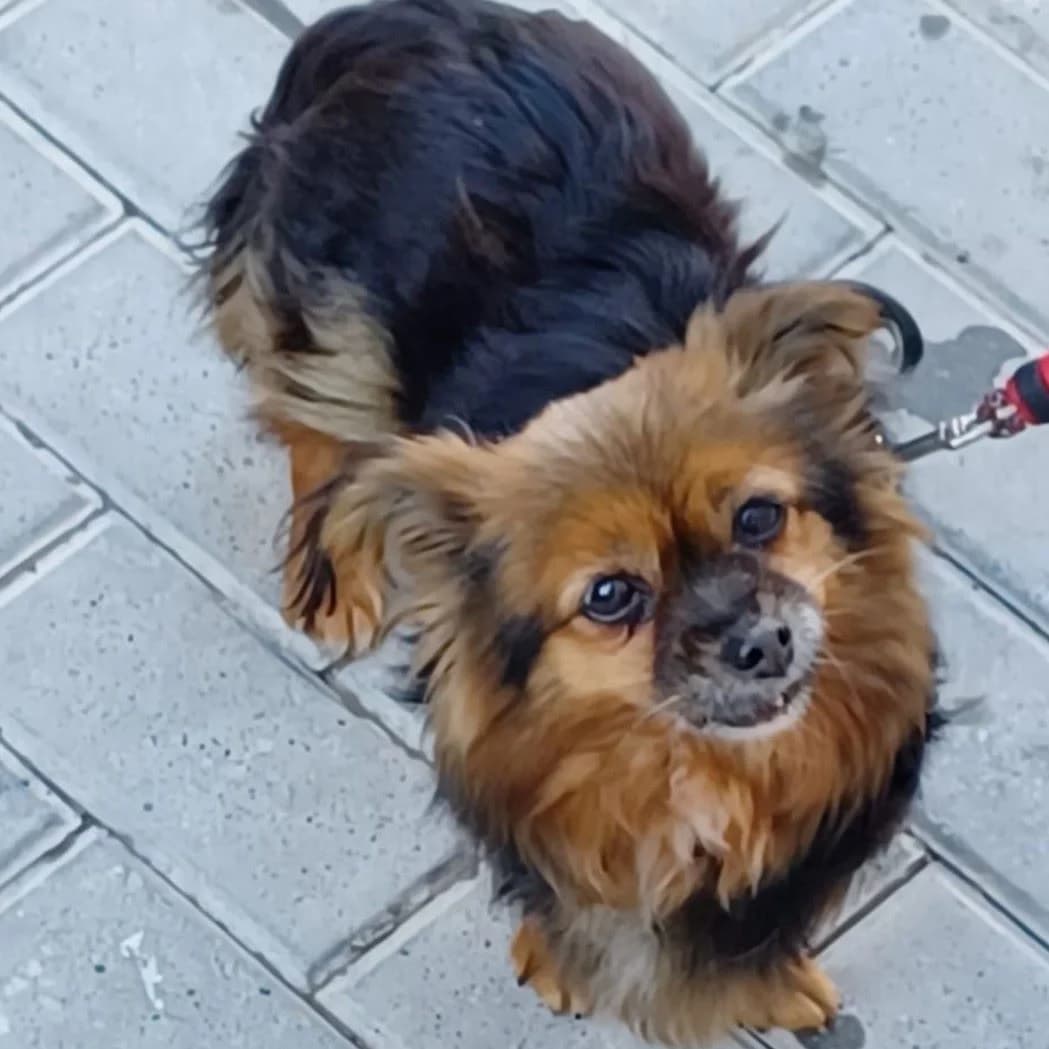 Punky/Naila, Mixed Breed for adoption at NuevaVida Adopciones Madrid, Madrid