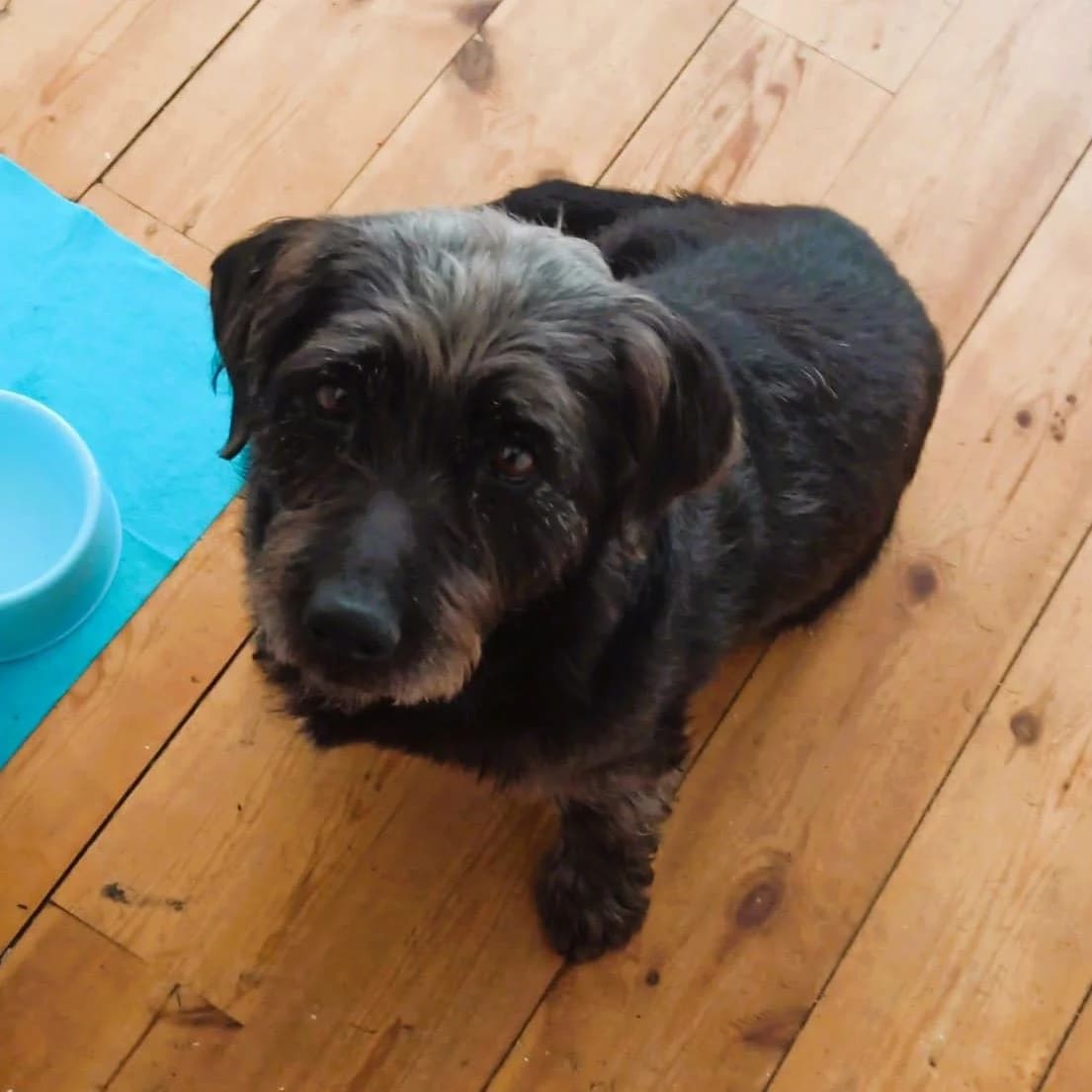 Pucca, 7yo Dachshund for adoption at NuevaVida Adopciones Madrid, Madrid