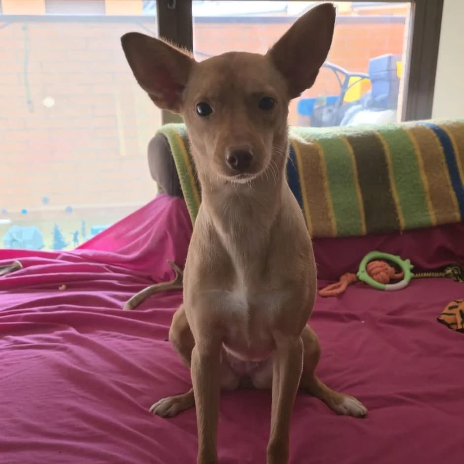 Nalita Chiquitita, Mixed Breed for adoption at NuevaVida Adopciones Madrid, Madrid
