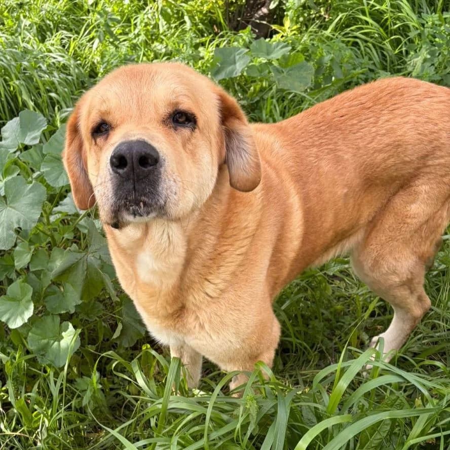 Susan, Labrador Retriever for adoption at NuevaVida Adopciones Madrid, Madrid