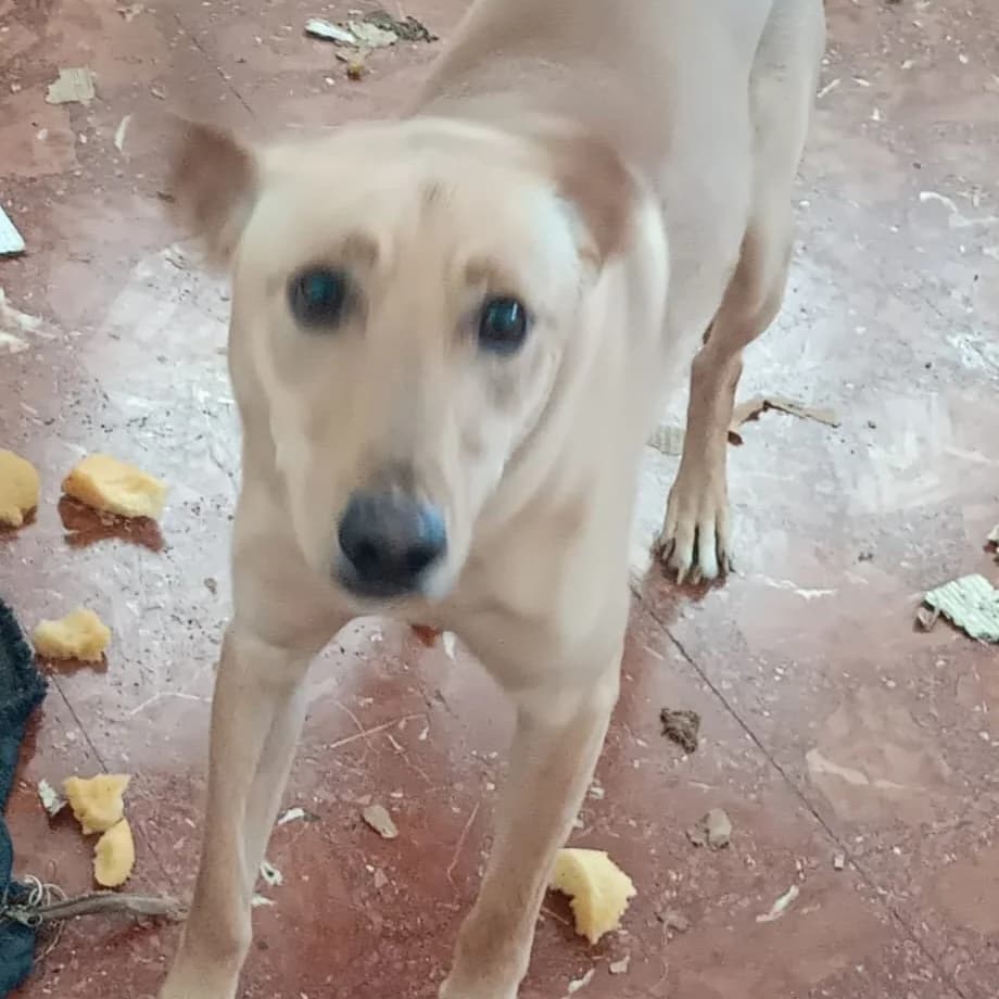 Rubialillo/Rubiales, Mixed Breed for adoption at NuevaVida Adopciones Madrid, Madrid