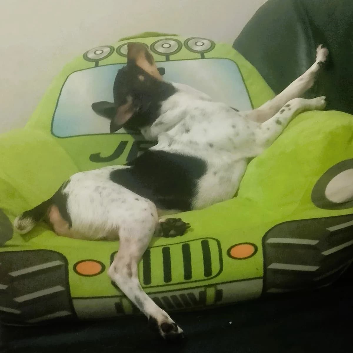 Dama, mixed breed for adoption at NuevaVida Adopciones Madrid, Madrid